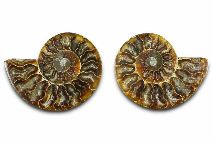 Cut & Polished Ammonite Fossil - Madagascar #377522